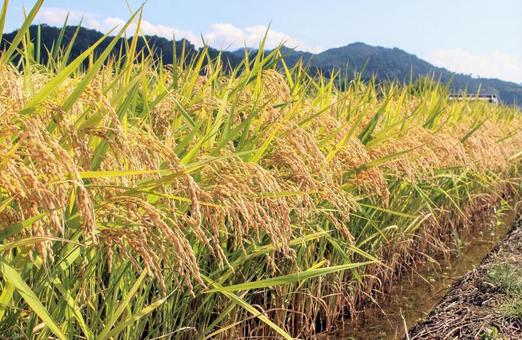 ears of rice, JPG
