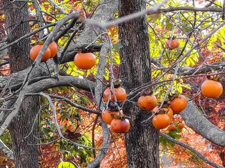 柿の実る秋の林 柿,果実,実りの写真素材