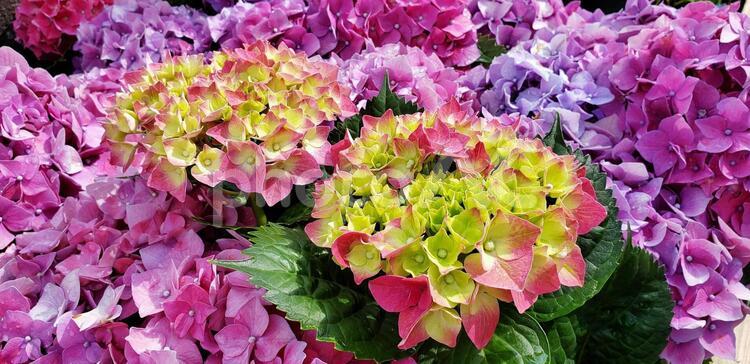 あじさい 植物,花,庭園の写真素材