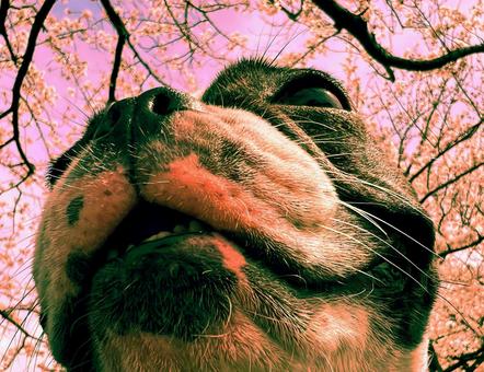 春の犬（花見）_2 犬,フレブル,肉球の写真素材