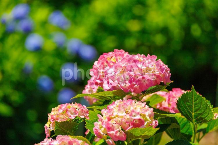 梅雨の晴れ間に咲くピンクの紫陽花 紫陽花,あじさい,アジサイの写真素材