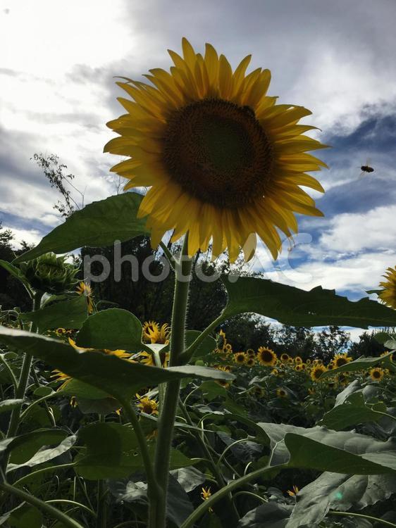 ひまわりの花畑04 ひまわり,ヒマワリ,向日葵の写真素材