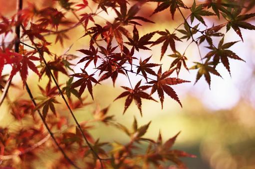 美しい秋の紅葉 美しい秋の紅葉の写真