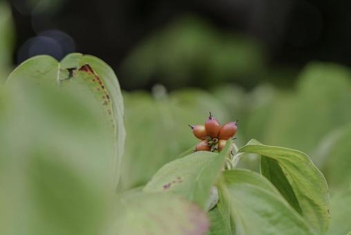 ハナミズキの実 ハナミズキの実,赤色の実,秋の写真素材
