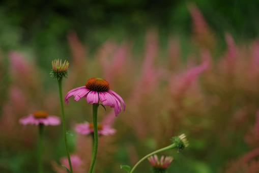 花畑 花畑の写真