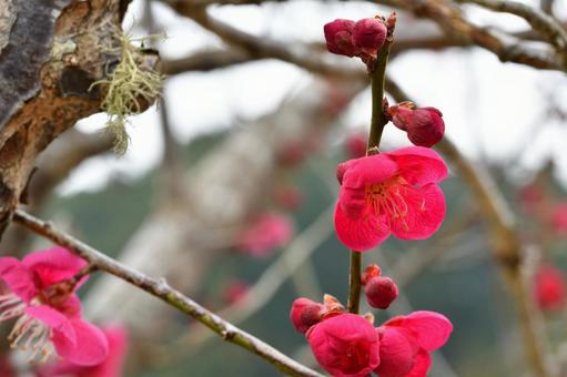 梅の花 梅,花,春の写真素材