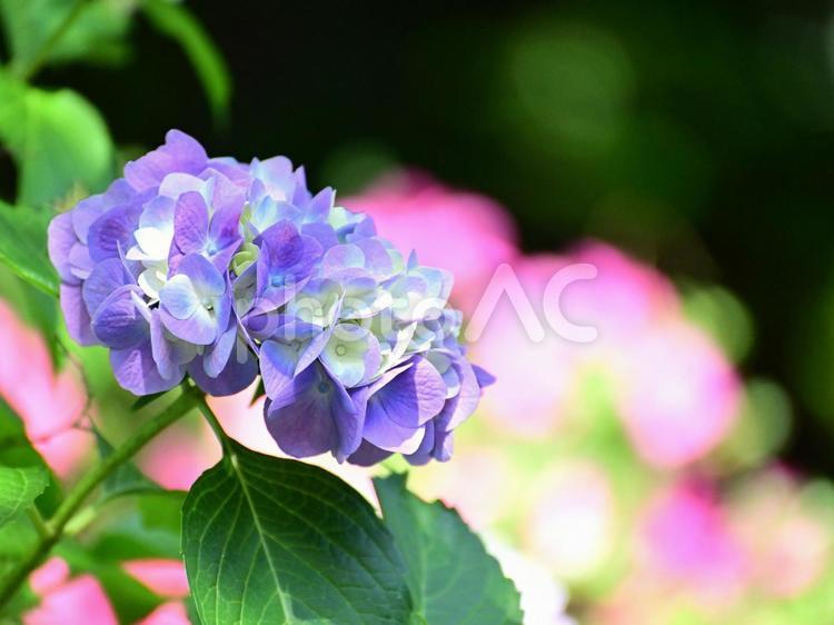 あじさい　ツツジを背景に あじさい,紫陽花,アジサイの写真素材