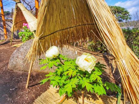 Photo, straw, button, flowering, 