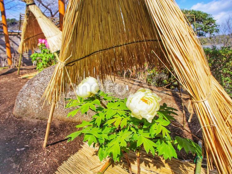 藁の中の牡丹 藁,ボタン,開花の写真素材