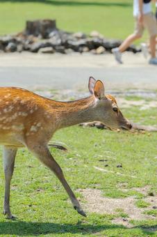 夏の公園を歩く鹿003 夏の公園を歩く鹿003 鹿,夏,奈良の写真素材