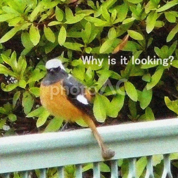 なに見てんのよ？ (ジョウビタキ) ジョウビタキ,鳥,野鳥の写真素材