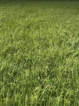 ヒエだらけの夏の田んぼ ヒエだらけの夏の田んぼの写真