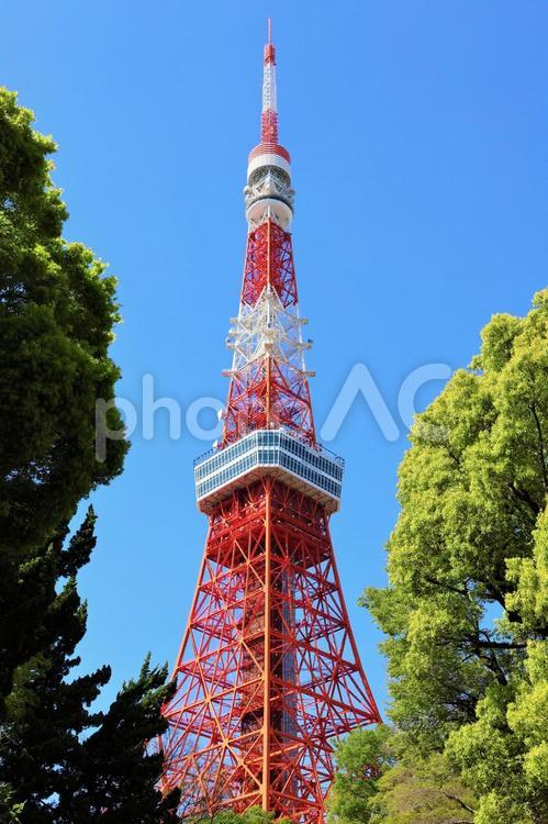 ４月上旬の東京タワーと新緑の木 背景,東京タワー,タワーの写真素材