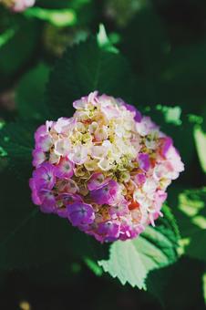 紫陽花 紫陽花の写真