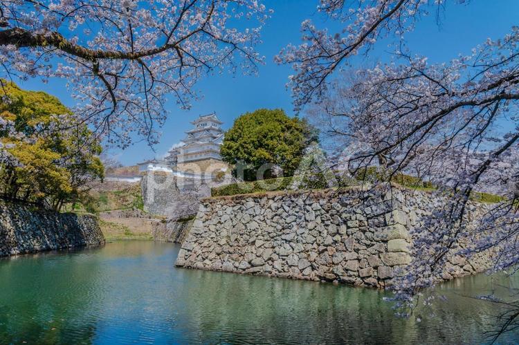 新緑の中の春の姫路城さくら 姫路城,桜,天守閣の写真素材