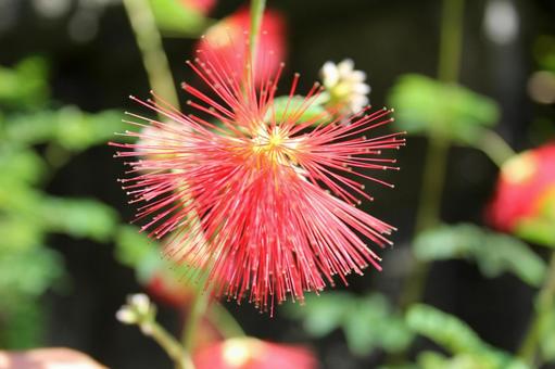 ネムノキ・合歓の木　クローズアップ ネムノキ,花木,夏秋の写真素材