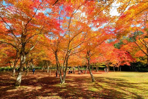 北海道の紅葉の写真