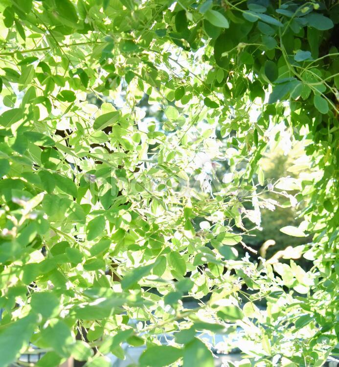 葉　木漏れ日　光 木漏れ日,背景,日差しの写真素材