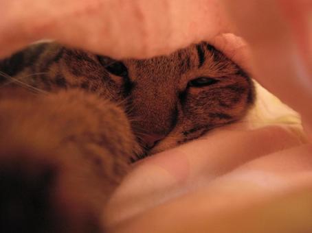 猫(キジトラ) 猫(キジトラ)の写真