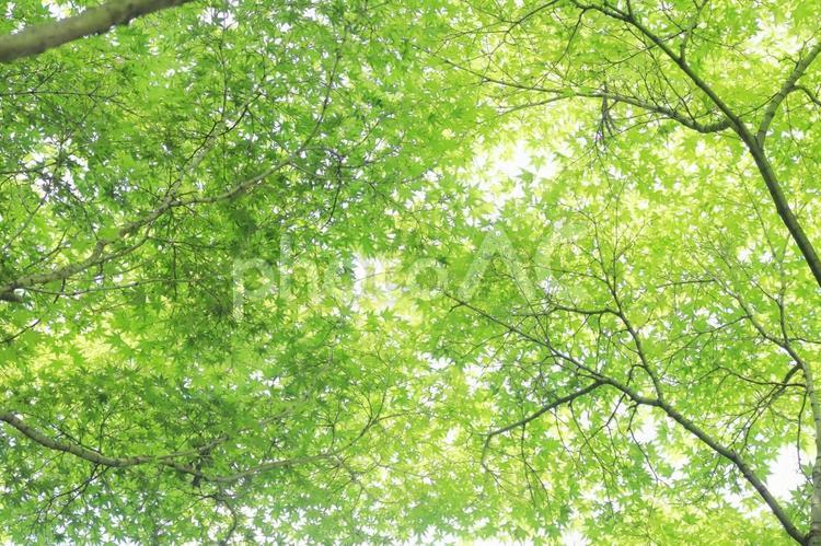 一面の青もみじ 青モミジ,新緑,初夏の写真素材