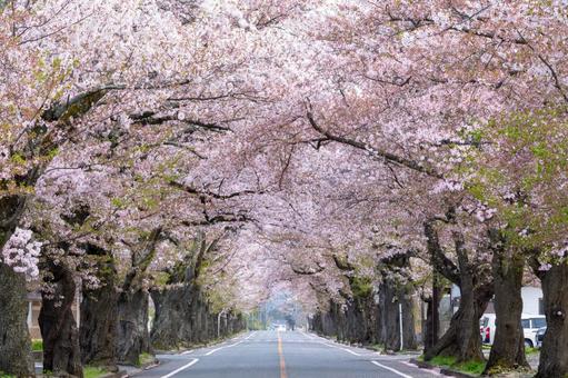 満開の桜並木 満開の桜並木の写真