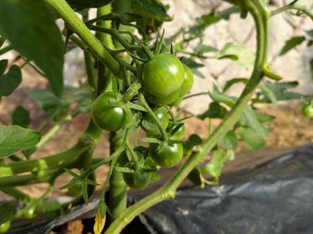 家庭菜園　トマトの写真