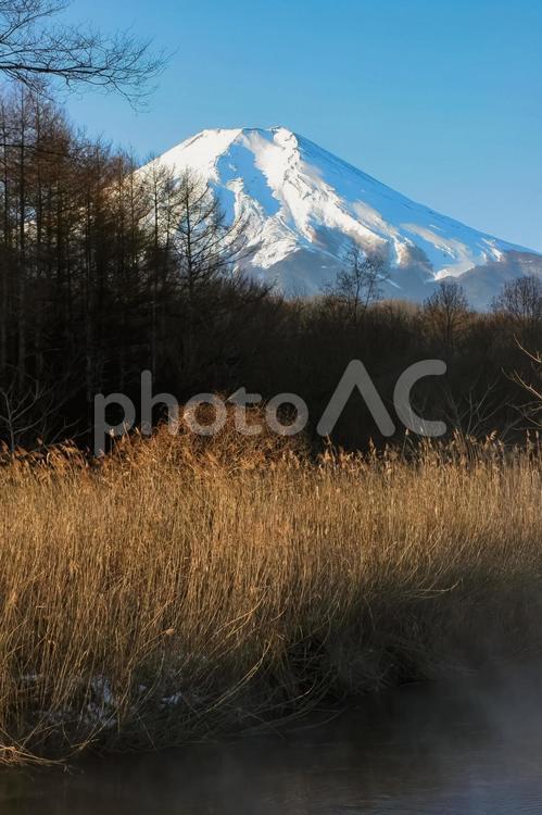 遠くで輝く富士山とすすき林 富士,美しい,雪化粧の写真素材