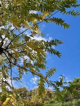 グリーンとブルーの写真