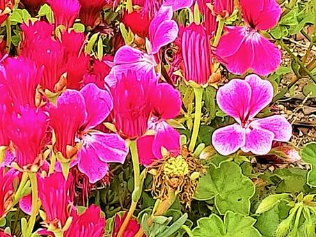 赤いお花 赤いお花の写真