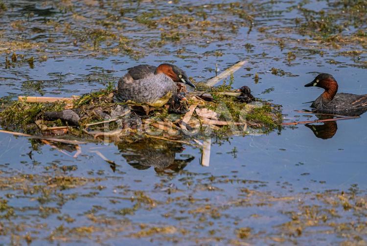 動物園の池のカモ達 東京,動物,動物園の写真素材