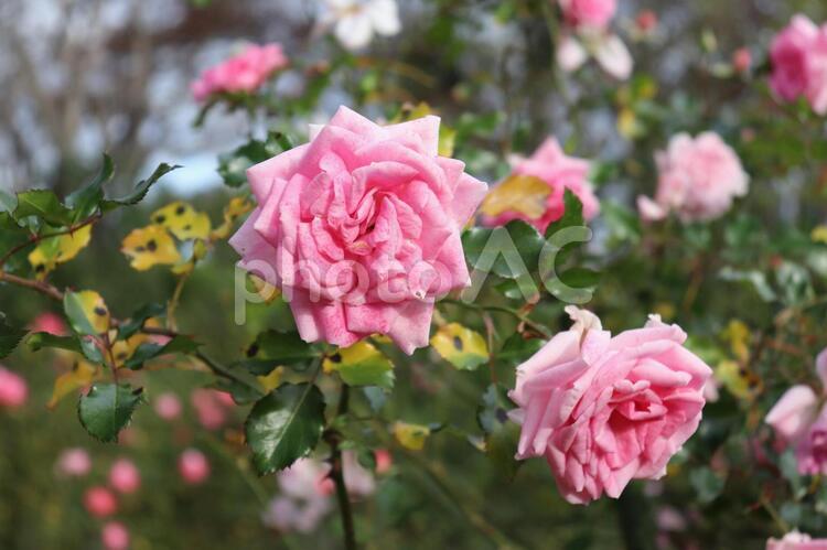 音楽家の名前を持つバラ、メンデルスゾーン 薔薇,メンデルスゾーン,ピンクの写真素材