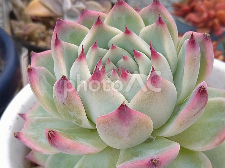 エケベリア　桃太郎　多肉植物 多肉植物,多肉,エケベリアの写真素材