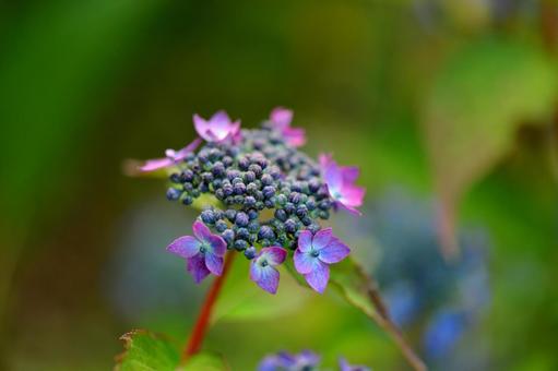 Mountain hydrangea, JPG Mountain hydrangea, JPG