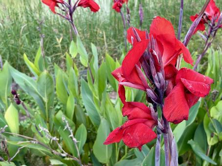 カンナの赤い花 カンナ,花,赤の写真素材