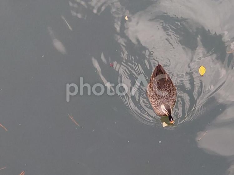 お濠の石垣に向かってくる鴨 鴨,渡り鳥,鳥の写真素材