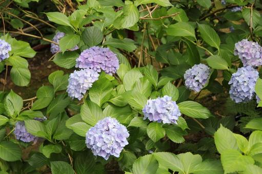 Hydrangea 139, JPG Hydrangea 139, JPG
