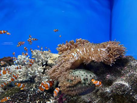 カクレクマノミ カクレクマノミ カクレクマノミ,ニモ,水族館の写真素材