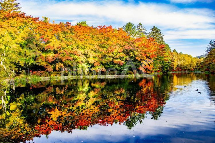 紅葉の時期を迎えた雲場池 長野県,軽井沢,雲場池の写真素材