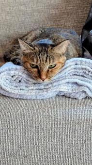 まったりニャンコ まったりニャンコ まったり,猫,癒やしの写真素材