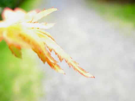 楓の光 楓の光の写真