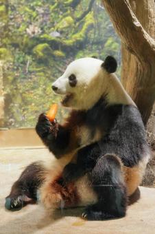 ジャイアントパンダ ジャイアントパンダの写真