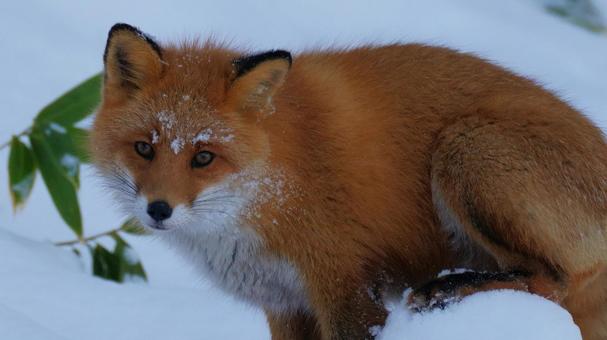 野生のキタキツネ 野生動物,キタキツネ,かわいいの写真素材
