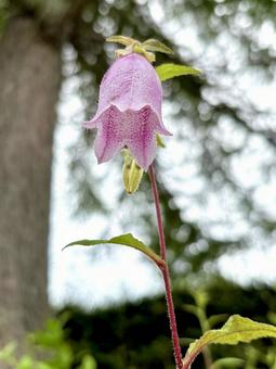 Campanula 06, JPG
