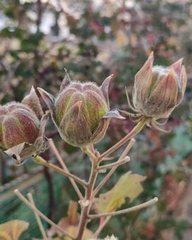 芙蓉 芙蓉,種子,種の写真素材