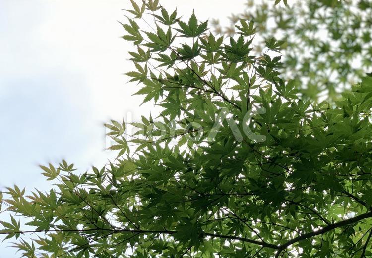 初夏のモミジ もみじ,モミジ,木の写真素材