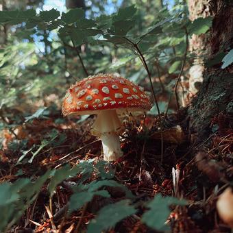 森の木陰に立つ鮮やかなベニテングタケ 森の木陰に立つ鮮やかなベニテングタケの写真