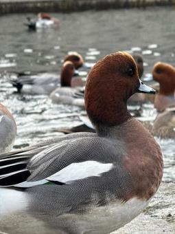 Duck 5 duck,bird,pondの写真素材