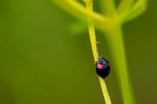 ナミテントウ⑺ ナミテントウ⑺ 昆虫,テントウムシ,ナミテントウの写真素材