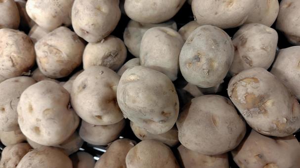 新じゃが じゃがいも,新じゃが,野菜の写真素材