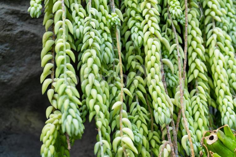 果肉植物　セドゥム　モルガニアヌム タマツヅリ,果肉植物,ペンケイソウ科の写真素材